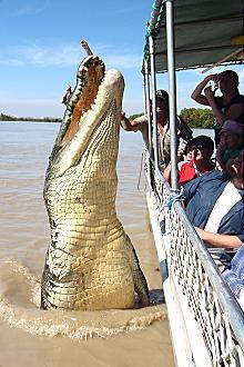 Kakadu @ The Kube (Darwin City) - Northern Rivers Accommodation 3