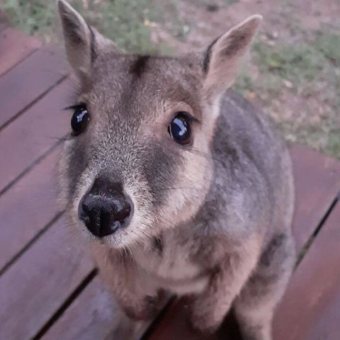 Camp Kanga - Northern Rivers Accommodation 3