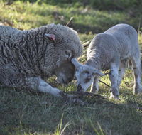 Clandulla Cottages  Farmstay - Northern Rivers Accommodation