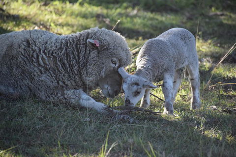Clandulla Cottages & Farmstay - Northern Rivers Accommodation 0