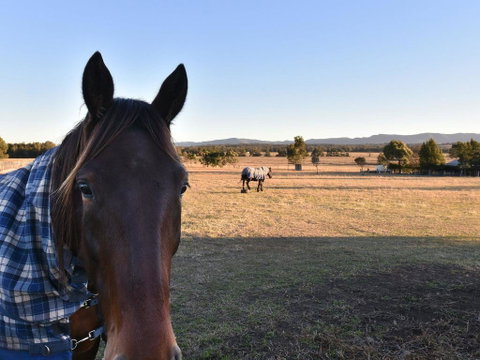 Clydesdale Cottage On Talga With Real Clydesdale Horses - Northern Rivers Accommodation 0