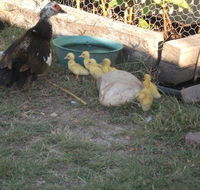 Corella Creek Country Farm Stay - Northern Rivers Accommodation