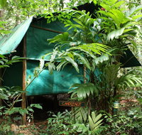 Daintree Crocodylus - Northern Rivers Accommodation