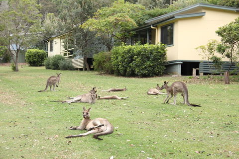 Depot Beach Cabins - Northern Rivers Accommodation 0