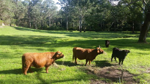 Dingley Dell - Northern Rivers Accommodation 0