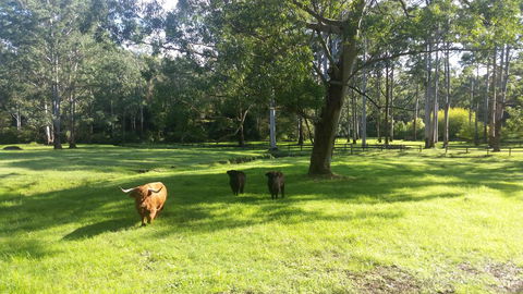 Dingley Dell - Northern Rivers Accommodation 3