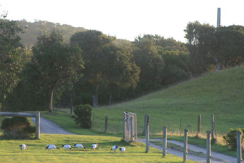 Driftwood Villas - Northern Rivers Accommodation 1