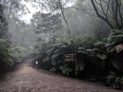 Fern Tree Tavern - Northern Rivers Accommodation 2