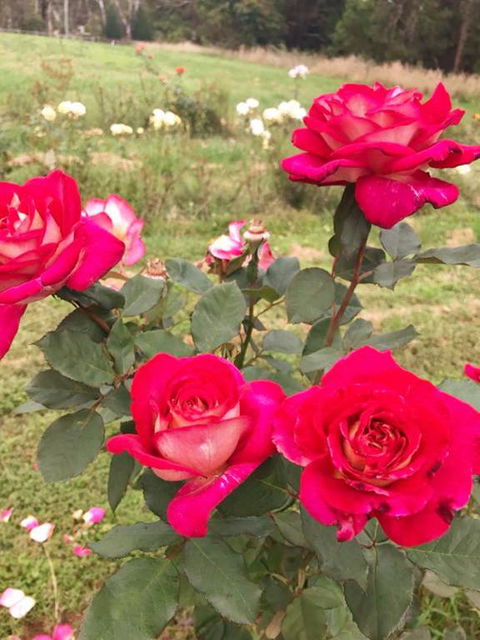 Golden Village - Northern Rivers Accommodation 3