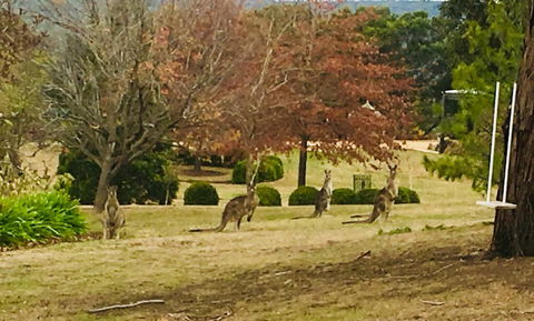 Highfield Cottage - Northern Rivers Accommodation 2
