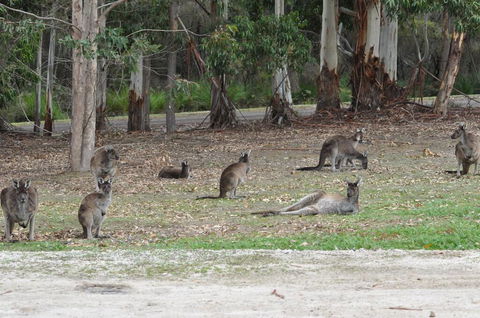 Karri Valley Chalets - Northern Rivers Accommodation 1