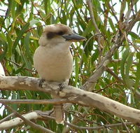 kookaburra nest - Northern Rivers Accommodation