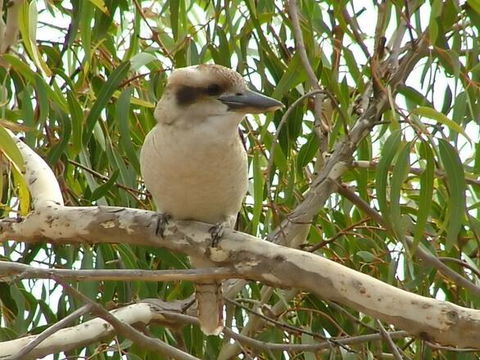 Kookaburra Nest - Northern Rivers Accommodation 0