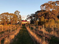 Lillicur Vineyard BB