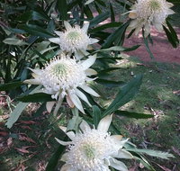 Lyrebird Gully Retreat - Northern Rivers Accommodation