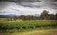 Molly Morgan Vineyard - thumb 2