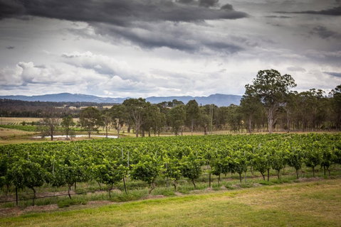 Molly Morgan Vineyard - Northern Rivers Accommodation 2
