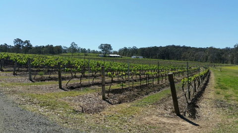 Molly Morgan Vineyard - Northern Rivers Accommodation 3