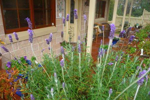 Mountain Escape - Northern Rivers Accommodation 2