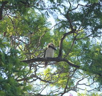 Jacaranda Hideaway Bed  Breakfast - Northern Rivers Accommodation