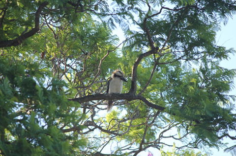 Jacaranda Hideaway Bed & Breakfast - Northern Rivers Accommodation 0