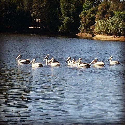 Swan Valley Sisters - Northern Rivers Accommodation 31