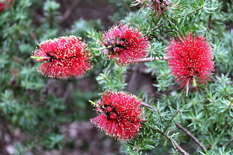 Treenbrook Cottages - Northern Rivers Accommodation 4