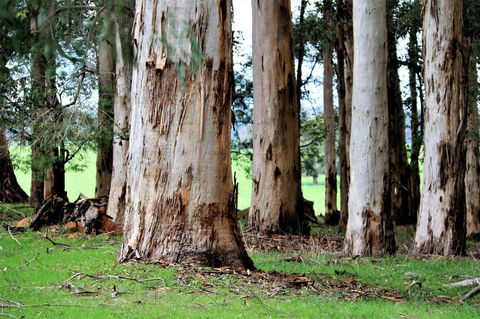 Treenbrook Cottages - Northern Rivers Accommodation 9