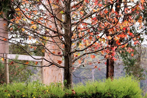 Treenbrook Cottages - Northern Rivers Accommodation 6