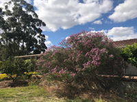 Book Cockburn Central Accommodation Vacations Northern Rivers Accommodation Northern Rivers Accommodation