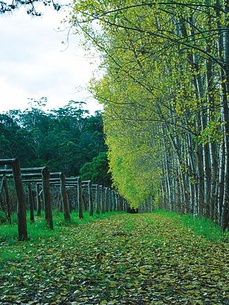 Hawke Brook Chalets - Northern Rivers Accommodation 12
