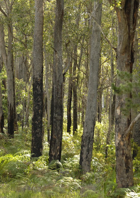 Margarets Forest - Northern Rivers Accommodation 36