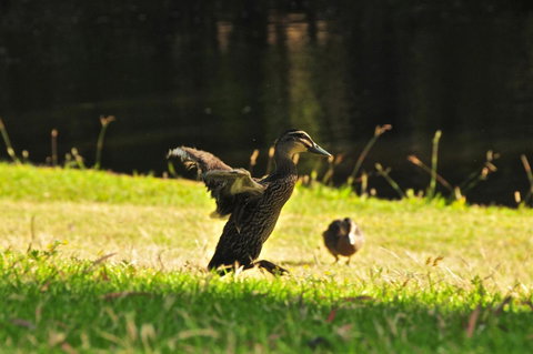 Waterfall Cottages - Northern Rivers Accommodation 22