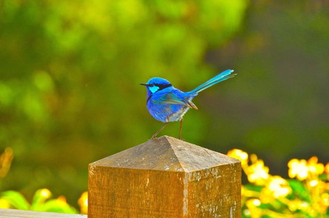 Waterfall Cottages - Northern Rivers Accommodation 21