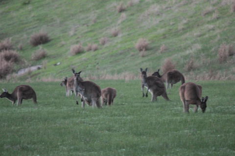 The Farmhouse - Northern Rivers Accommodation 14