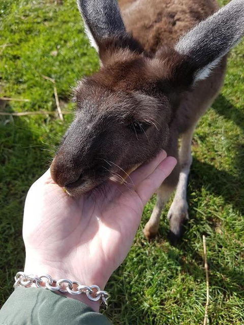 Balingup Highview Chalets - Northern Rivers Accommodation 12