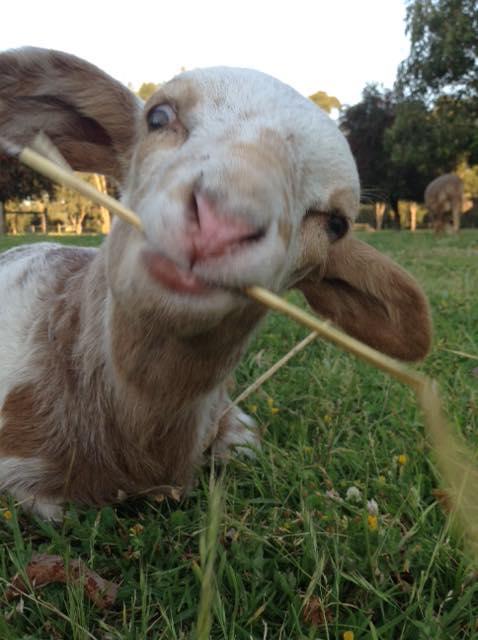 Balingup Highview Chalets - Northern Rivers Accommodation 35