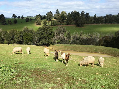 Balingup Highview Chalets - Northern Rivers Accommodation 36
