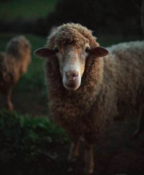 Balingup Highview Chalets - Northern Rivers Accommodation 17