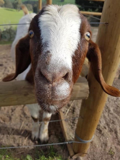 Balingup Highview Chalets - Northern Rivers Accommodation 16