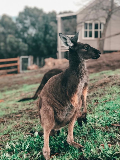 Balingup Highview Chalets - Northern Rivers Accommodation 15