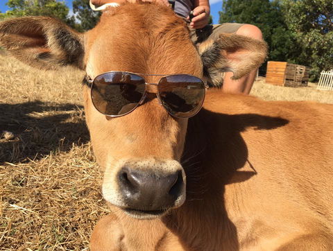 Balingup Highview Chalets - Northern Rivers Accommodation 32