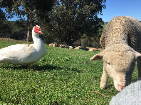 Balingup Highview Chalets - Northern Rivers Accommodation 38