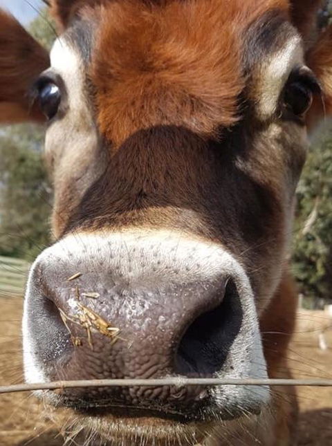 Balingup Highview Chalets - Northern Rivers Accommodation 14