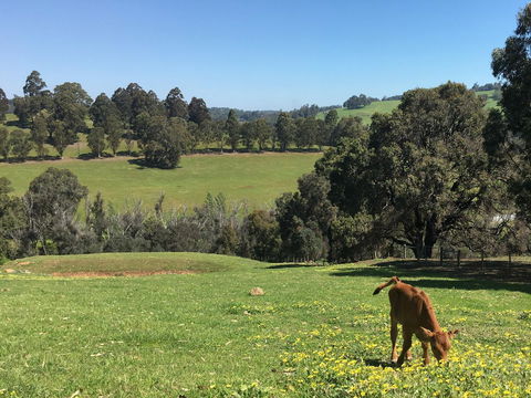 Balingup Highview Chalets - Northern Rivers Accommodation 23