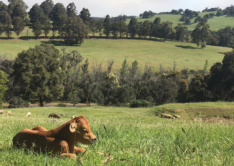 Balingup Highview Chalets - Northern Rivers Accommodation 34
