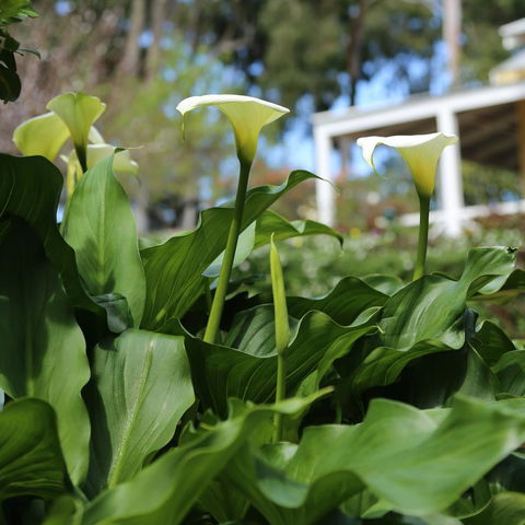 Two Sisters Chalets - Northern Rivers Accommodation 32