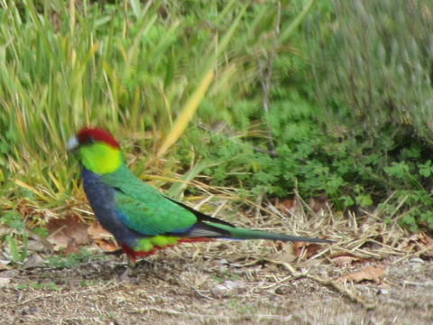 Di's Cabin In Dwellingup - Northern Rivers Accommodation 26