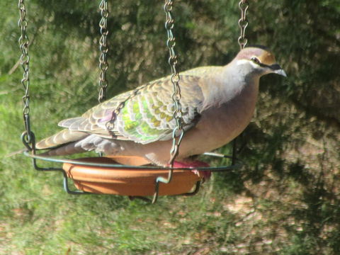 Di's Cabin In Dwellingup - Northern Rivers Accommodation 25