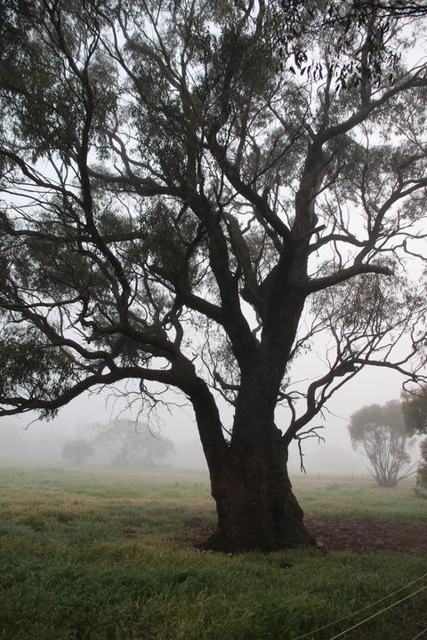Daisy Cottage - Northern Rivers Accommodation 23